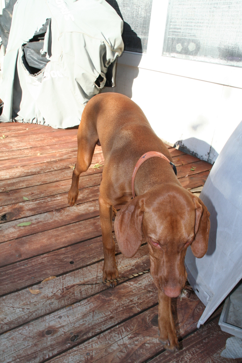 2008/10(October)/Bevo-the-Vizsla/800x600_2008-11-16-Bevo-9.JPG