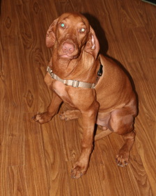 2008-10-03-Bevo-the-Vizsla-1.jpg