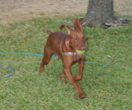 2008-10-03-Bevo-the-Vizsla-3.jpg
