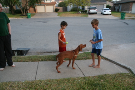 2008-10-03-Bevo-the-Vizsla-6.JPG