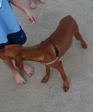 2008-10-03-Bevo-the-Vizsla-8.jpg