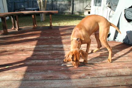 2008-11-16-Bevo-1.JPG