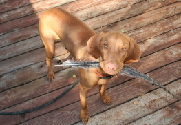 2008-11-16-Bevo-2.JPG