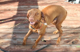 2008-11-16-Bevo-3.JPG
