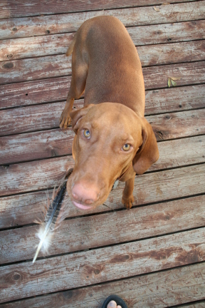 2008-11-16-Bevo-4.JPG
