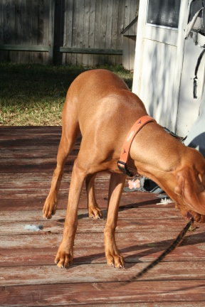 2008-11-16-Bevo-8.JPG
