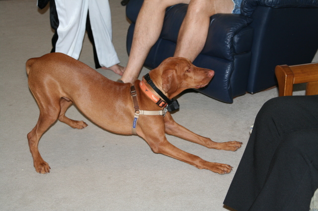 2008/10(October)/Halloween/640x480_2008-10-31-Halloween-12-Bevo.JPG
