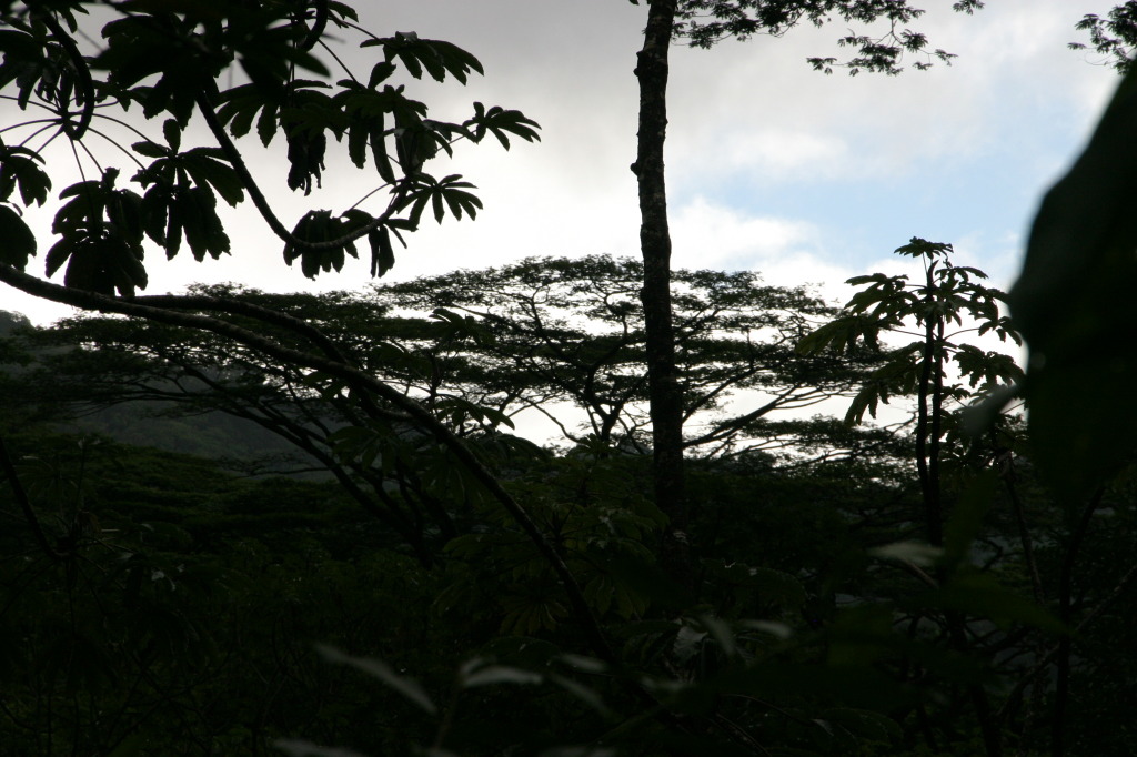 2008/Best_of/1024x768_2008-01-05-Hawaii-Manoa-Falls-50-GOOD.JPG