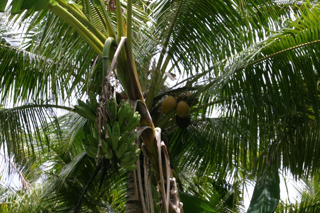 2008/Best_of/1024x768_2008-01-17-American-Samoa-62-bananas-and-coconuts-GOOD.JPG