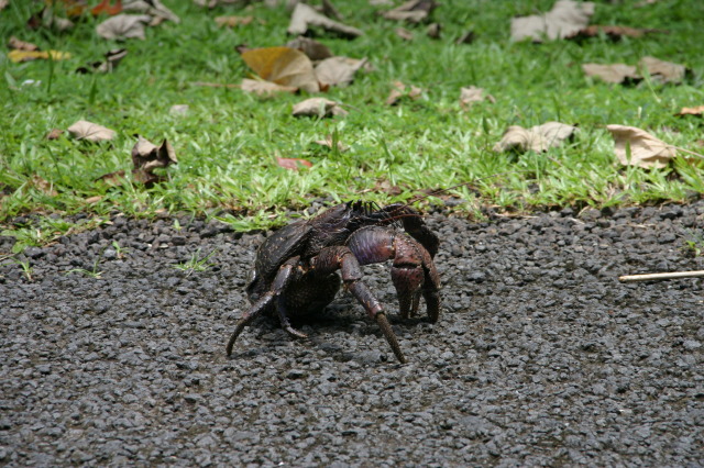 2008-01-17-American-Samoa-58-giant-crab-GOOD.JPG