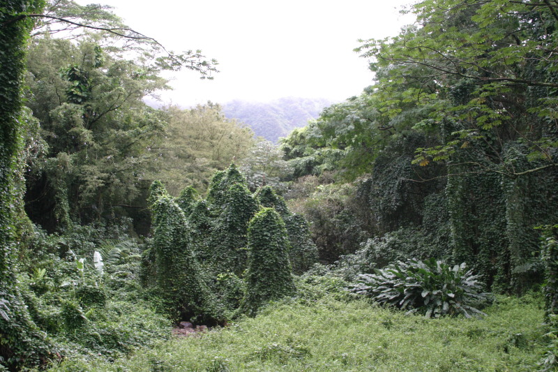 2008-01-05-Hawaii-Manoa-Falls-62-GOOD.JPG