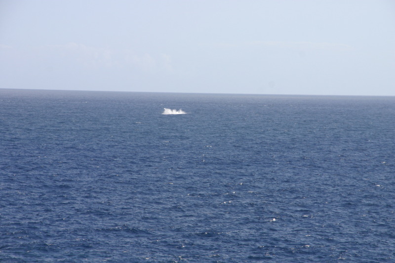 2008/Best_of/800x600_2008-01-11-Hawaii-Lighthouse-Road-41-whale-splash-GOOD.JPG