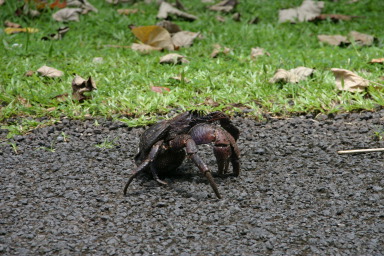 2008-01-17-American-Samoa-58-giant-crab-GOOD.JPG