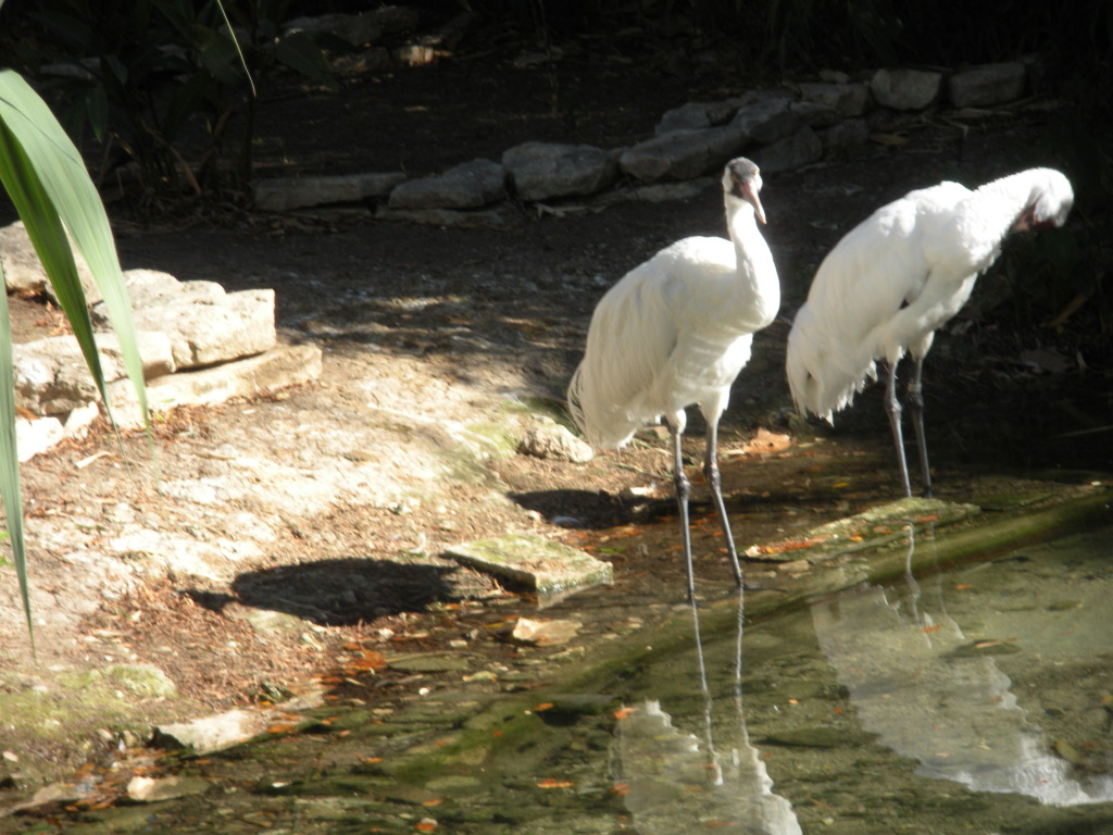2009-03-11-Pack409-San-Antonio-zoo-08.jpg