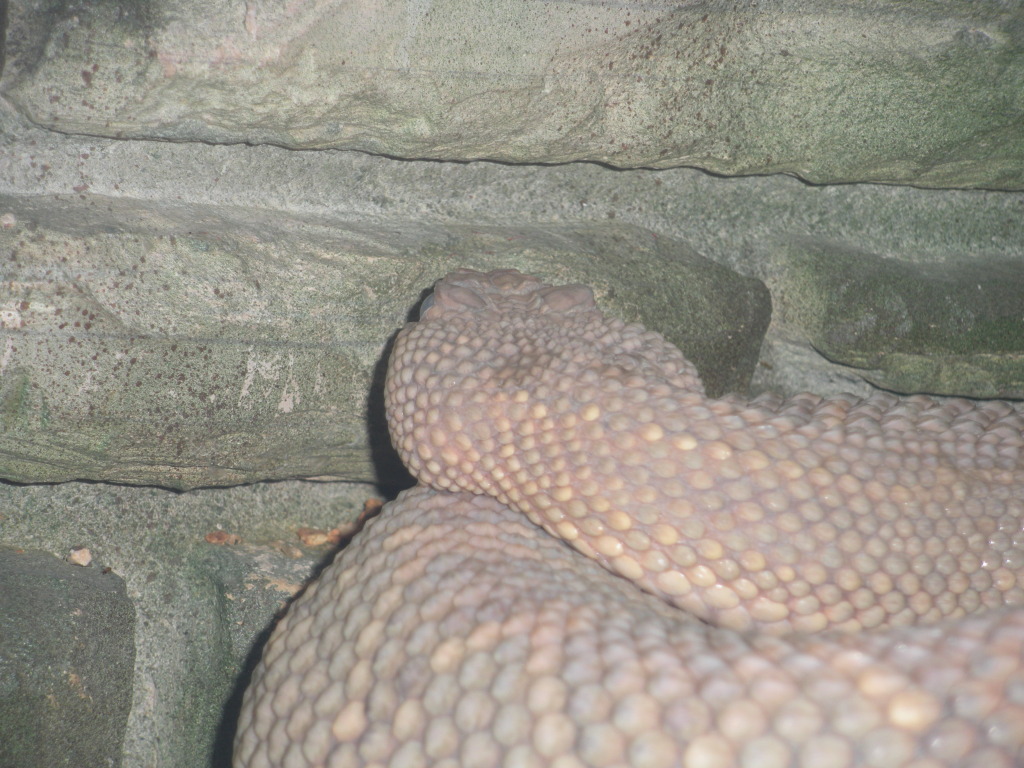 2009-03-11-Pack409-San-Antonio-zoo-33-snake.jpg
