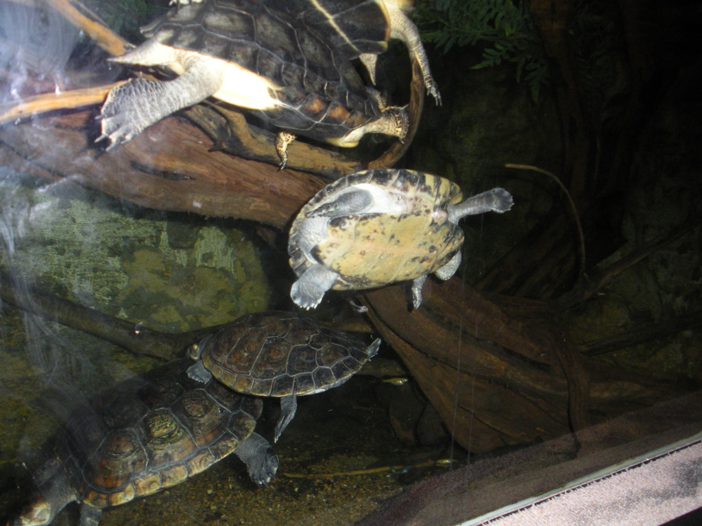 2009-03-11-Pack409-San-Antonio-zoo-35-turtles.jpg