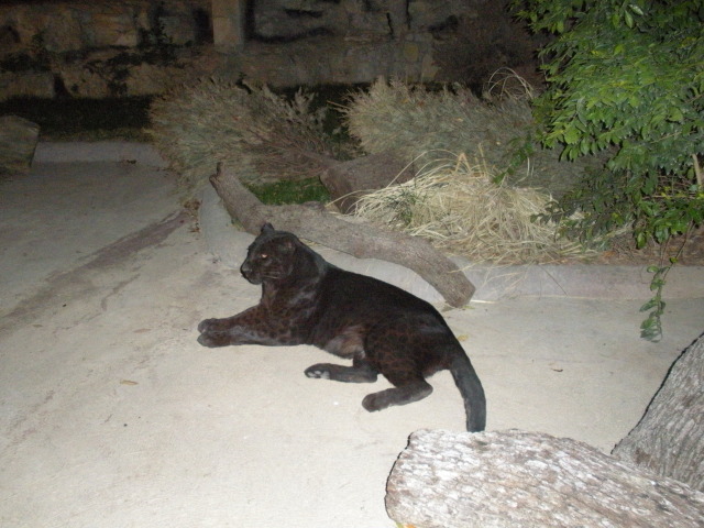 2009/03(March)/Pack409-San-Antonio-Zoo/2009-03-11-Pack409-San-Antonio-zoo-01.jpg