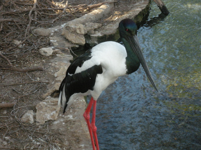 2009-03-11-Pack409-San-Antonio-zoo-07.jpg