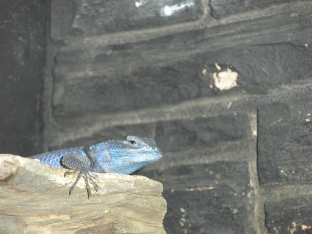 2009-03-11-Pack409-San-Antonio-zoo-27-lizard.jpg
