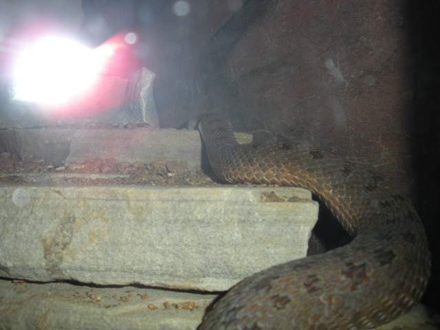 2009-03-11-Pack409-San-Antonio-zoo-30-snake.jpg