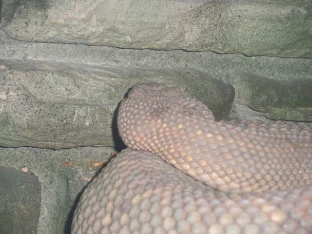 2009-03-11-Pack409-San-Antonio-zoo-33-snake.jpg