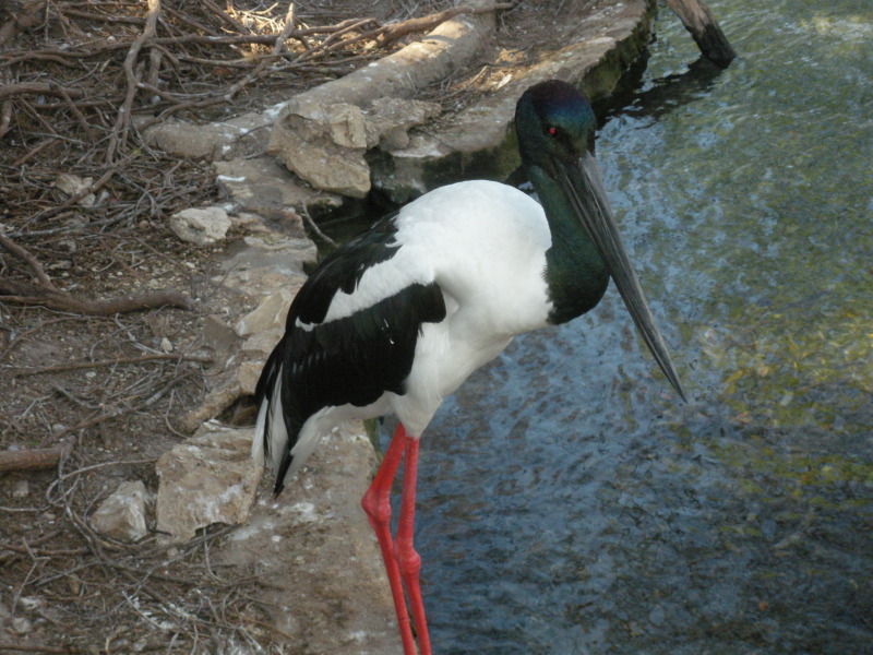2009-03-11-Pack409-San-Antonio-zoo-07.jpg