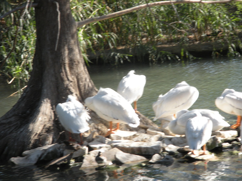 2009/03(March)/Pack409-San-Antonio-Zoo/800x600_2009-03-11-Pack409-San-Antonio-zoo-09.jpg
