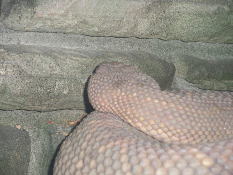 2009-03-11-Pack409-San-Antonio-zoo-33-snake.jpg
