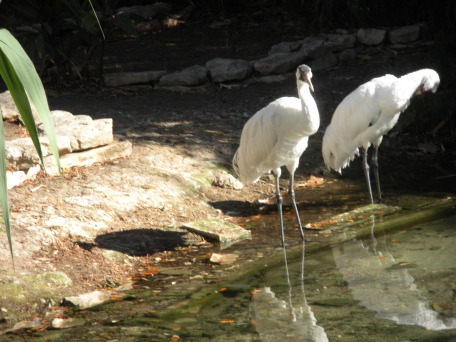 2009-03-11-Pack409-San-Antonio-zoo-08.jpg