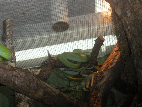 2009-03-11-Pack409-San-Antonio-zoo-24.jpg