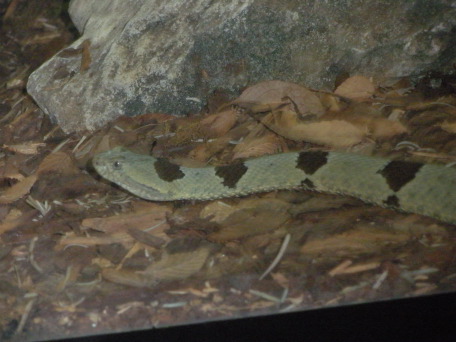 2009-03-11-Pack409-San-Antonio-zoo-31-snake.jpg