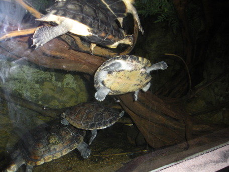 2009-03-11-Pack409-San-Antonio-zoo-35-turtles.jpg