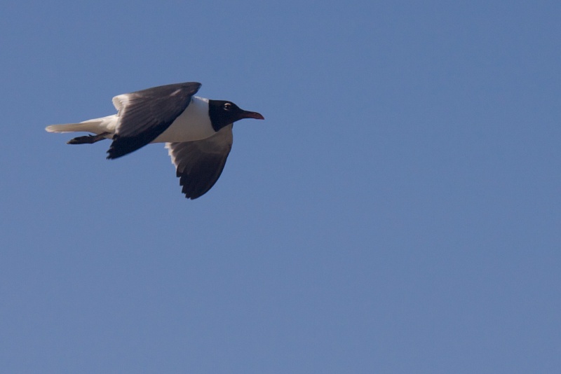 IMG_5515.jpg