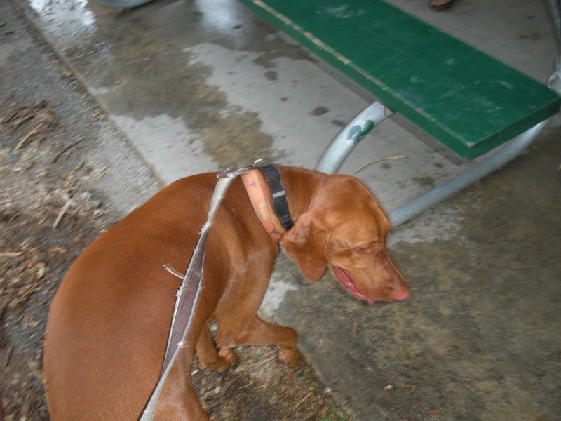 2009/07(July)/Pack409-park/800x600_2009-07-18-Pack409-park-39-Bevo.JPG