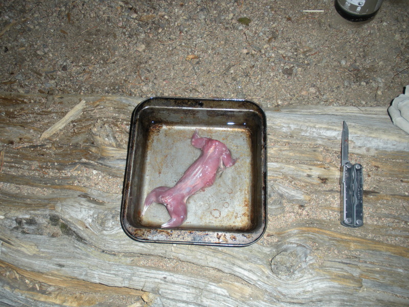 2009/08(August)/Camping-Boulder-Lake-CO/800x600_2009-08-28-Camping-Frisco-CO-30-squirrel.JPG