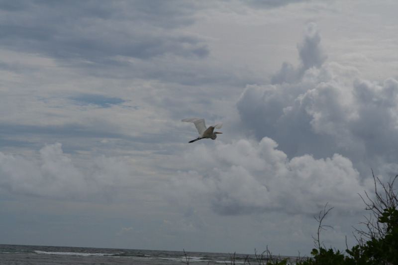 2009/10(October)/Disney-Cruise/161CANON/800x600_IMG_6166.JPG