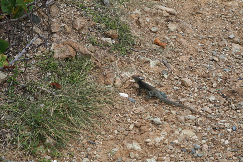 2009/10(October)/Disney-Cruise/161CANON/800x600_IMG_6176.JPG