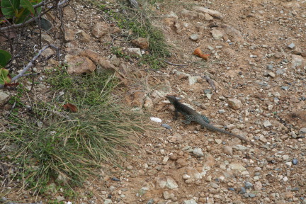IMG_6176.JPG