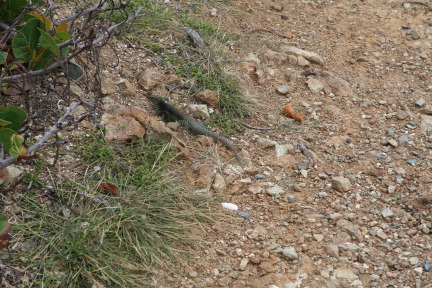 IMG_6177.JPG