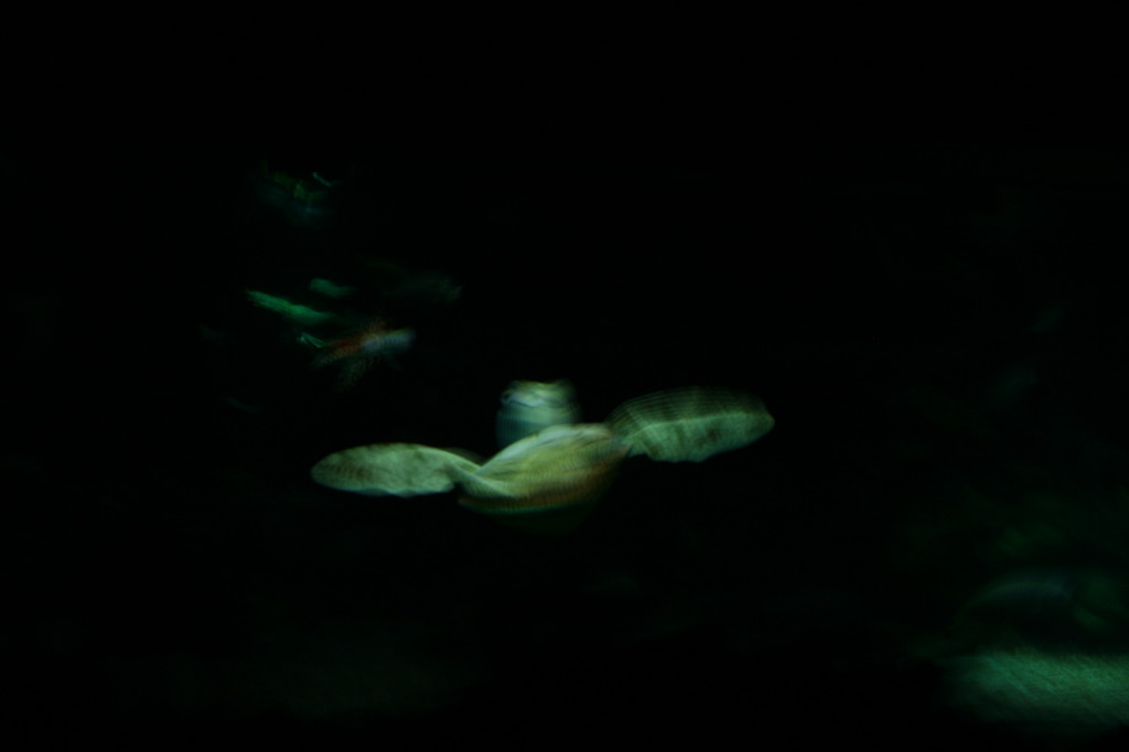 2009/10(October)/Disney-Cruise/167CANON/1024x768_IMG_6757.JPG