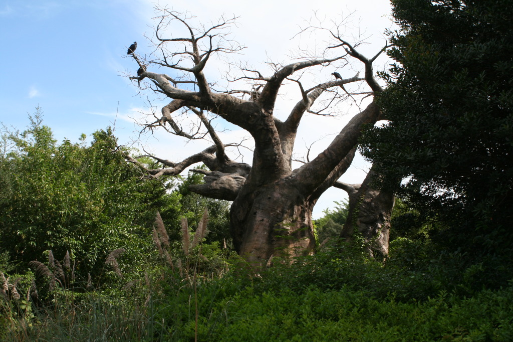 2009/10(October)/Disney-Cruise/170CANON/1024x768_IMG_7036.JPG