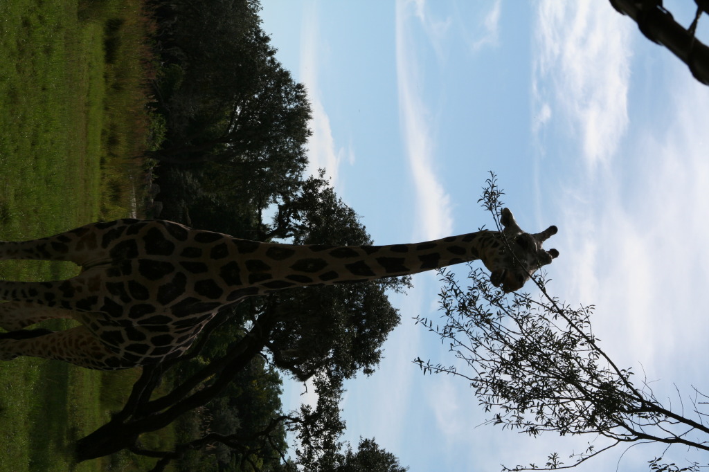 2009/10(October)/Disney-Cruise/170CANON/1024x768_IMG_7065.JPG
