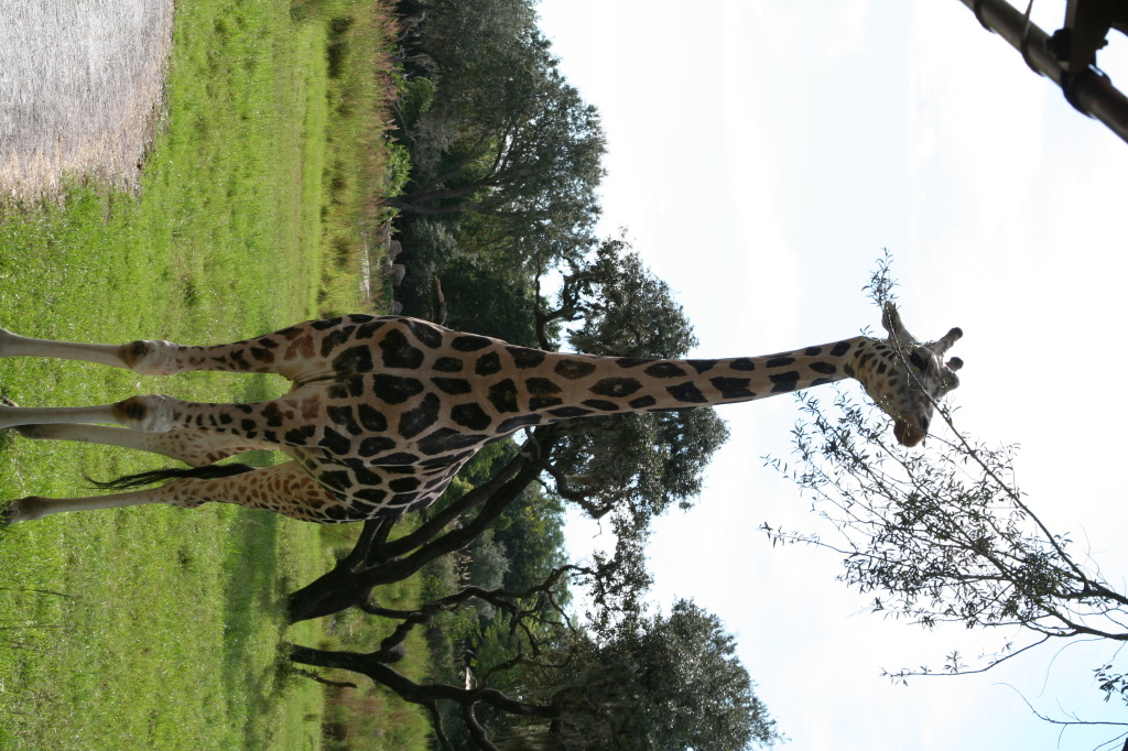 2009/10(October)/Disney-Cruise/170CANON/1024x768_IMG_7066.JPG
