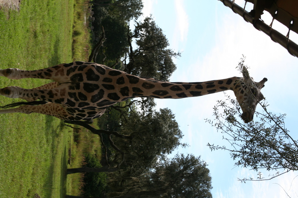 2009/10(October)/Disney-Cruise/170CANON/1024x768_IMG_7069.JPG