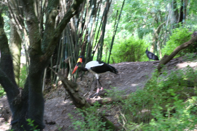 2009/10(October)/Disney-Cruise/170CANON/640x480_IMG_7014.JPG