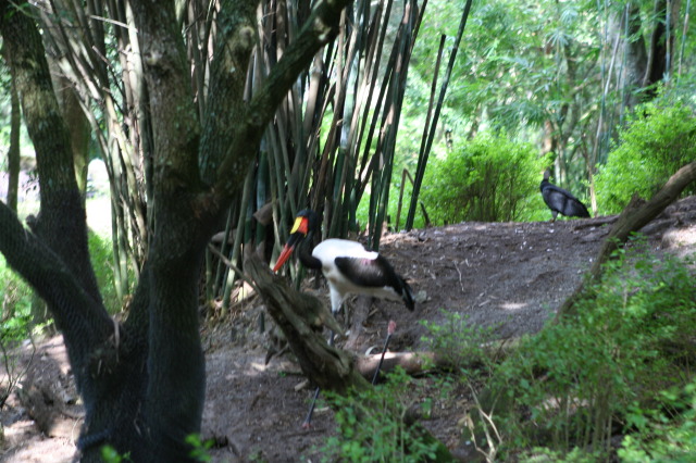 2009/10(October)/Disney-Cruise/170CANON/640x480_IMG_7015.JPG