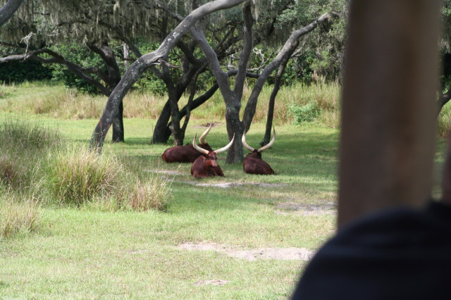 2009/10(October)/Disney-Cruise/170CANON/640x480_IMG_7050.JPG