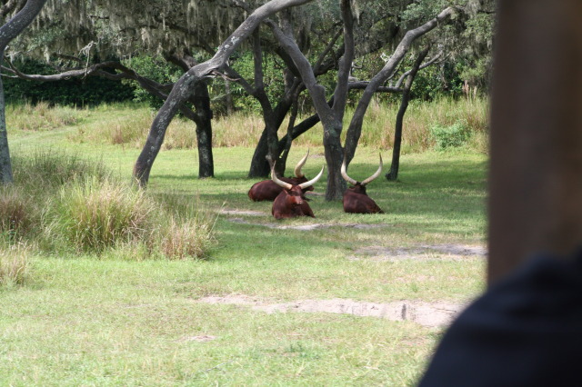 2009/10(October)/Disney-Cruise/170CANON/640x480_IMG_7052.JPG