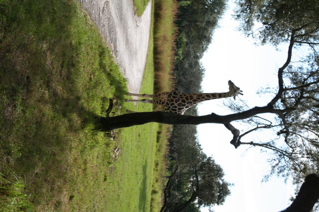 2009/10(October)/Disney-Cruise/170CANON/640x480_IMG_7057.JPG
