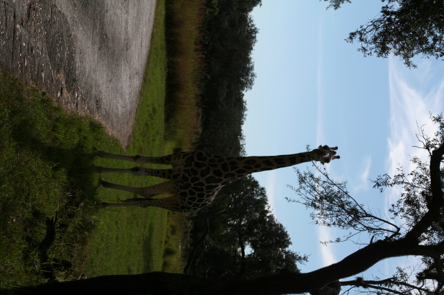 2009/10(October)/Disney-Cruise/170CANON/640x480_IMG_7059.JPG